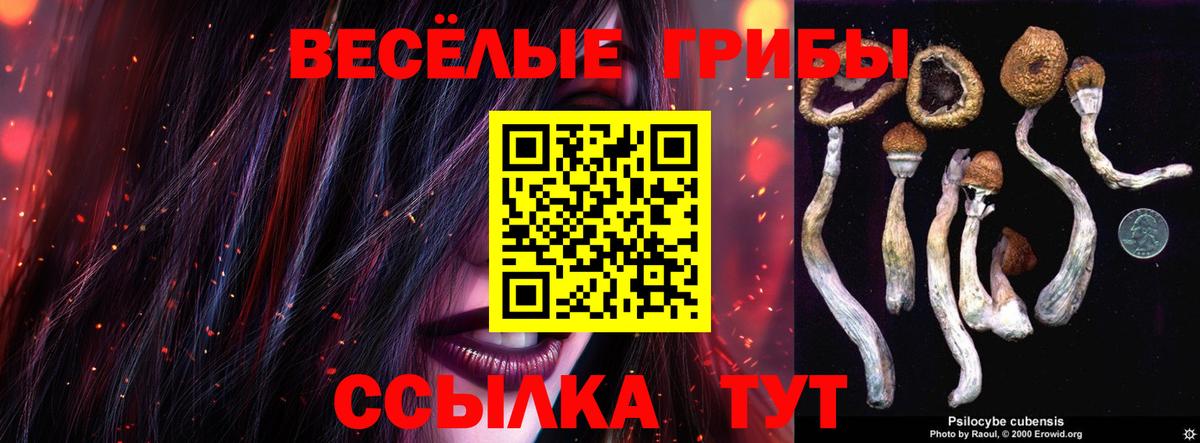 Псилоцибиновые грибы Psilocybe Апшеронск